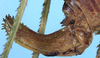 Isophya zernovi Miram, 1938: female ovipositor (paratype). (Otu).