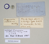 CollectionObject 1558766; d483d5be-8b50-4817-9426-df97e6c2b7c3, NHMUK(SF IMPORT DUPLICATE) 845027: copyright Natural History Museum, London. female: data labels of synonym Eurycnema viridissima (lectotype). (CollectionObject).