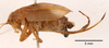 CollectionObject 1585708; 650e0a5c-cfb3-4512-9b6b-174905273d0a: female, lateral view (syntype of Hapithus quadratus). (CollectionObject).