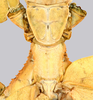 CollectionObject 1591400; f83fe4c5-6344-4ab7-aae9-773e65d72403: copyright IMQC Montreal. female thorax, dorsal view (holotype). (CollectionObject).