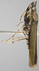 Habitus, lateral view: !! display not done !! on Acrogonia virescens (Metcalf, 1949): Lateral. (Observation).