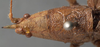 CollectionObject 1505632; 4a28186c-e69c-48d3-a349-4bbc23c22989: female pronotum dorsal (holotype). (CollectionObject).