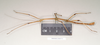 CollectionObject 1561200; NHMUK(SF IMPORT DUPLICATE) 844711, a735ba33-9d9d-4589-875e-5c975d4c8d40: copyright Natural History Museum, London. male, lateral view of Lonchodes stomphax (holotype). (CollectionObject).