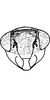 Head: !! display not done !! on Isaca bipars Walker, 1857: Face. (Observation).