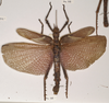 copyright OUMNH. male of synonym Phasma (Eurycantha) graciosa (holotype). Depicts CollectionObject 1559036; 92332c02-2538-46cb-acad-2b4590140adc, a CollectionObject.