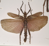 CollectionObject 1559036; 92332c02-2538-46cb-acad-2b4590140adc: copyright OUMNH. male of synonym Phasma (Eurycantha) graciosa (holotype). (CollectionObject).