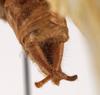 CollectionObject 1534625; a91330ef-00ac-455e-b171-db922775cfa1: male cerci (syntype). (CollectionObject).