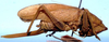 CollectionObject 1522211; 2126b582-4b6b-4f4a-8ea0-8348cad88f1f: female, lateral view (holotype). (CollectionObject).