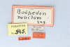 CollectionObject 2737807; 488e0acf-27f9-45e3-abb4-20aa81bdf37f, CNCI 13484: Boopedon nubilum. Boopedon nubilum. (CollectionObject).