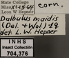 Other: !! display not done !! on Dalbulus maidis (DeLong & Wolcott, 1923): Labels. (Observation).