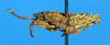 CollectionObject 1506105; 412e75db-59ab-4421-982b-eac528b7c028: male, lateral view (syntype). (CollectionObject).