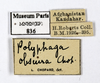 CollectionObject 1587510; MNHN(SF IMPORT DUPLICATE) MNHN-EP-EP836, c2c8a748-8ca7-48ee-8246-3b74aa84134c: CC BY-NC-ND 4.0/MNHN - Depraetere Marion - 2014. Non type, female. Specimen number: MNHN-EP-EP836. http://coldb.mnhn.fr/catalognumber/mnhn/ep/ep836. (CollectionObject).