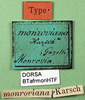 CollectionObject 1500376; aa70d6d7-4712-4cb3-b31d-70d8d4d23ba9, DORSA BTafrmonHTF: labels (holotype). (CollectionObject).