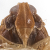 Head: !! display not done !! on Quilessa fasciata Fennah, 1945: (Observation).