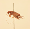 CollectionObject 1517820; 0550c743-8426-4c66-b13e-6eacadb756df, NHMUK015982267: female, lateral view (holotype). (CollectionObject).