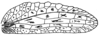 Olcinia grandis de Jong, 1939: Fig. 139 (same as Fig. 142 in Beier 1962). female right tegmen (62-64 mm). (Otu).