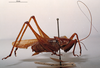 Eulobaspis moluccana (Redtenbacher, 1891): male, lateral view. (Otu).