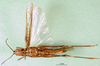 CollectionObject 1570317; 29ae75cb-6348-4816-9820-cb68674ab9a3: female, ventral view (paratype of Gymnobothrus houyi). (CollectionObject).