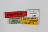 CollectionObject 1587218; MNHN(SF IMPORT DUPLICATE) MNHN-EP-EP1157, f8085c55-4fab-42b9-ba3f-9b5dc96c647c: CC BY-NC-ND 4.0/MNHN - Depraetere Marion - 2014. Paratype, male, of brachytaenia Hebard, 1921. Specimen number: MNHN-EP-EP1157. http://coldb.mnhn.fr/catalognumber/mnhn/ep/ep1157. (CollectionObject).