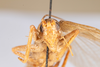 CollectionObject 1532900; 79ee8bd7-2f4d-44c2-9a3b-9c28308aadb7: male, anterior view (holotype). (CollectionObject).