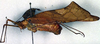 CollectionObject 1500618; c4a4a589-326c-4011-aff6-0709807a7fe2: female, lateral view (holotype). (CollectionObject).