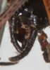 CollectionObject 1552397; NMW 4664, 14d3565a-28e1-479a-b219-0722c2fe0d74: male cerci, dorsal view. (CollectionObject).