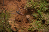 FieldOccurrence 3740; 9cbf9805-a948-44ee-90a7-e0d5ec8aebf5; Brazil: Rio de Janeiro
Rio de Janeiro, Parque Nacional da Tijuca, 2021/09/10-2021/09/11
Pedro Souza-Dias: male. (FieldOccurrence).
