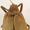 CollectionObject 1529732; 6332fa6a-3b35-420c-8bd2-d2ca89c710fe: female pronotum dorsal (holotype). (CollectionObject).