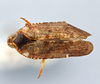Habitus, dorsal view: !! display not done !! on Cixius (Cixius) umbrosus Walley, 1932: (Observation).