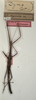 CollectionObject 1557326; 7a237190-6878-4cb5-b3a3-5514af72a55e: copyright NMW, Vienna. female of synonym Dyme depressa (syntype). (CollectionObject).