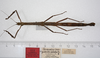 CollectionObject 1579438; d5dcd375-4f81-48ac-afd7-915c218c98b8: copyright ZMUH, Hamburg. female, dorsal view (syntype). (CollectionObject).