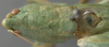 CollectionObject 1505694; 71d9b173-705e-483f-858c-efaff0dcd09e: male pronotum, dorsal view (syntype of Conocephalus aztecus). (CollectionObject).