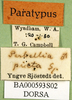 CollectionObject 1580261; 0819131f-a6db-4edd-942d-9f7815a1dbc6: labels (paralectotype). (CollectionObject).