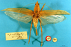 CollectionObject 1520498; NHMUKBM 1958-596, 6e4a9070-287c-4401-9dc2-8b8f9d824e2c: female, dorsal view (holotype of Conocephalus spatulatus). (CollectionObject).