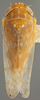Habitus, dorsal view: !! display not done !! on Bandara (Bandara) parallela Knull, 1946: Dorsal. (Observation).