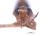 Head on Scaphytopius obliquus (Walker, 1851): (Observation).