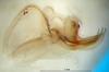 CollectionObject 1500759; 99e6c6e6-b70c-4df8-a157-40b8cd6e318e: phallic complex, lateral view (holotype). (CollectionObject).