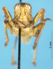 CollectionObject 1537600; 5a55f4e5-b93f-403a-82ec-8fd791f81fc6: male, frontal view (paratype). (CollectionObject).