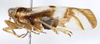 Habitus, lateral view: !! display not done !! on Delphax crassicornis (Panzer, 1796): (Observation).