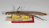 CollectionObject 1563560; 0e765e3c-5e42-420e-9c75-eb01c587d657: copyright MNHU, Berlin. female (syntype). (CollectionObject).