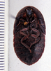 Derocalymma kalahari Rehn, 1933: Photo taken by Heidi Hopkins. (Otu).