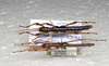 CollectionObject 1576302; SPM SP/EPH/2337, b577fa2a-89e6-48a2-9c97-4c475ee93748: copyright SPM, Kinabalu. female (holotype) & male (paratype). (CollectionObject).