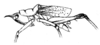 Cestrophorus paradoxus Redtenbacher, 1891: Pl. IV, Fig. 78. male habitus (body length 16 mm, fastigium 1.5 mm, pronotum 5 mm, tegmina 9 mm, hind femur 10.5 mm). (Otu).