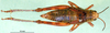 CollectionObject 1502767; 7413115a-d35c-4e48-a9d6-1b54abad5e5c: female, dorsal view (paratype). (CollectionObject).