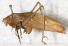 CollectionObject 1532180; b0376eab-055e-4de7-848e-abd7d9c38887: male, lateral view (holotype). (CollectionObject).