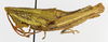 CollectionObject 1568954; 26451cf8-5dc6-4c19-93f3-f4e85adbbade: female, lateral view (allotype of Cawendia kibara). (CollectionObject).