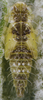 Habitus, lateral view: !! display not done !! on Eupteryx (Eupteryx) decemnotata Rey, 1891: Nymph (N5). (Observation).