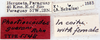 Phortioecoides guarani Rehn, 1937: Photo by Heidi Hopkins. labels. (Otu).