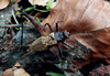Centuriarus centurio (Brunner von Wattenwyl, 1898): Male on leaf litter ((c) Robillard, from Robillard et al. 2016). (Otu).