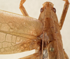 CollectionObject 1534569; 73957722-d5ba-4335-887b-bcb091f5668d: female pronotum, dorsal view (holotype). (CollectionObject).